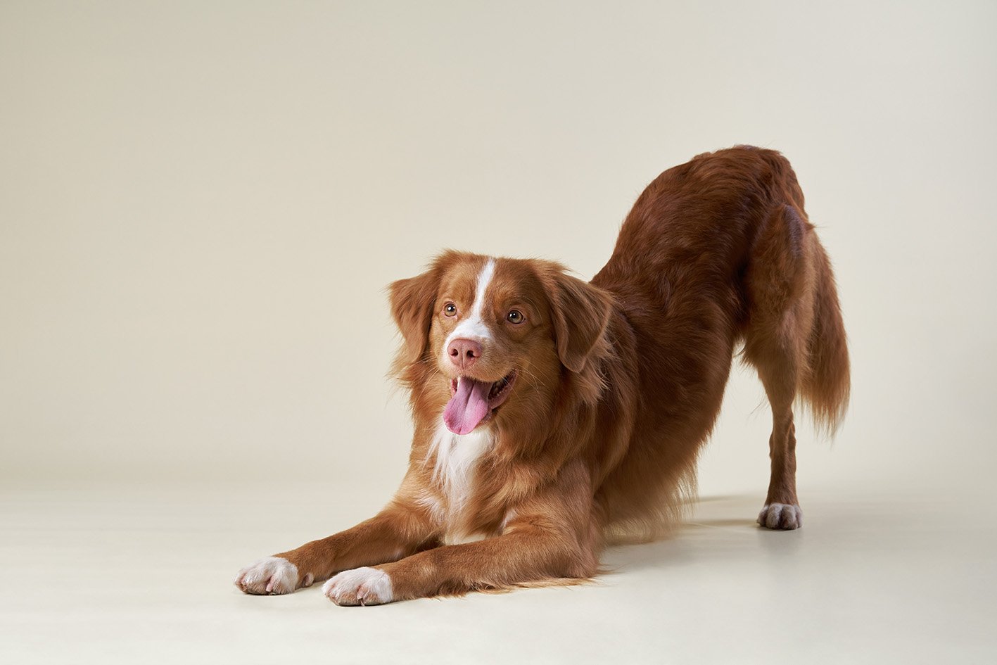 disregolazione emotiva cane