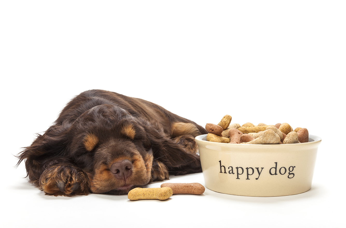 IL “TESORO” DEL CANE… CIBO E OGGETTI