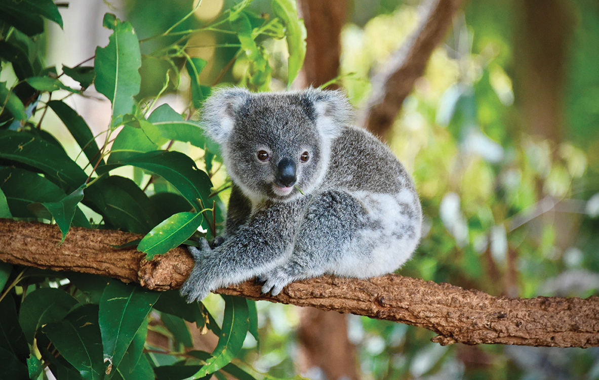 KOALA, LA MASCOTTE DELL’AUSTRALIA