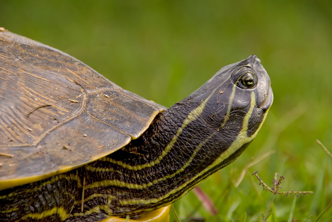 Acquatiche o palustri: “Tartarughine” solo per poco!