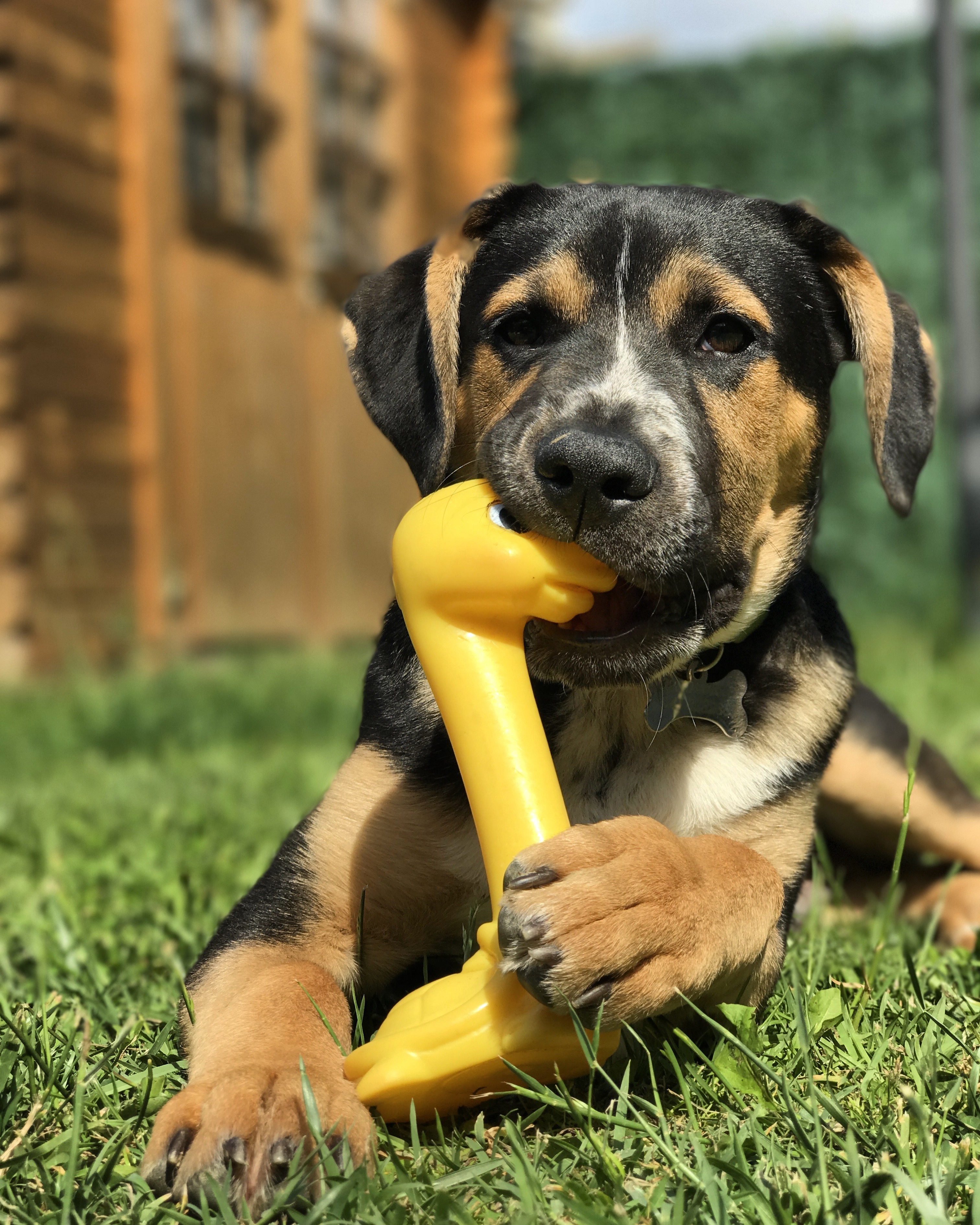 IL CANE E LE SUE FASI DI SVILUPPO