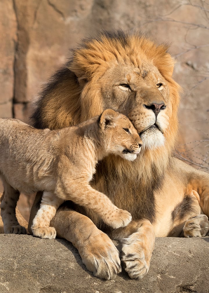 SUA MAESTA'... IL LEONE