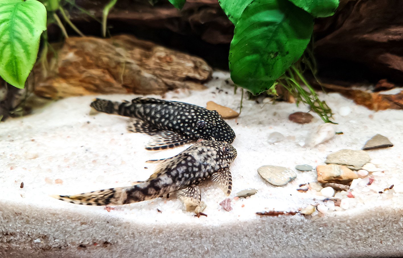 pesce pulitore pesce pulitore