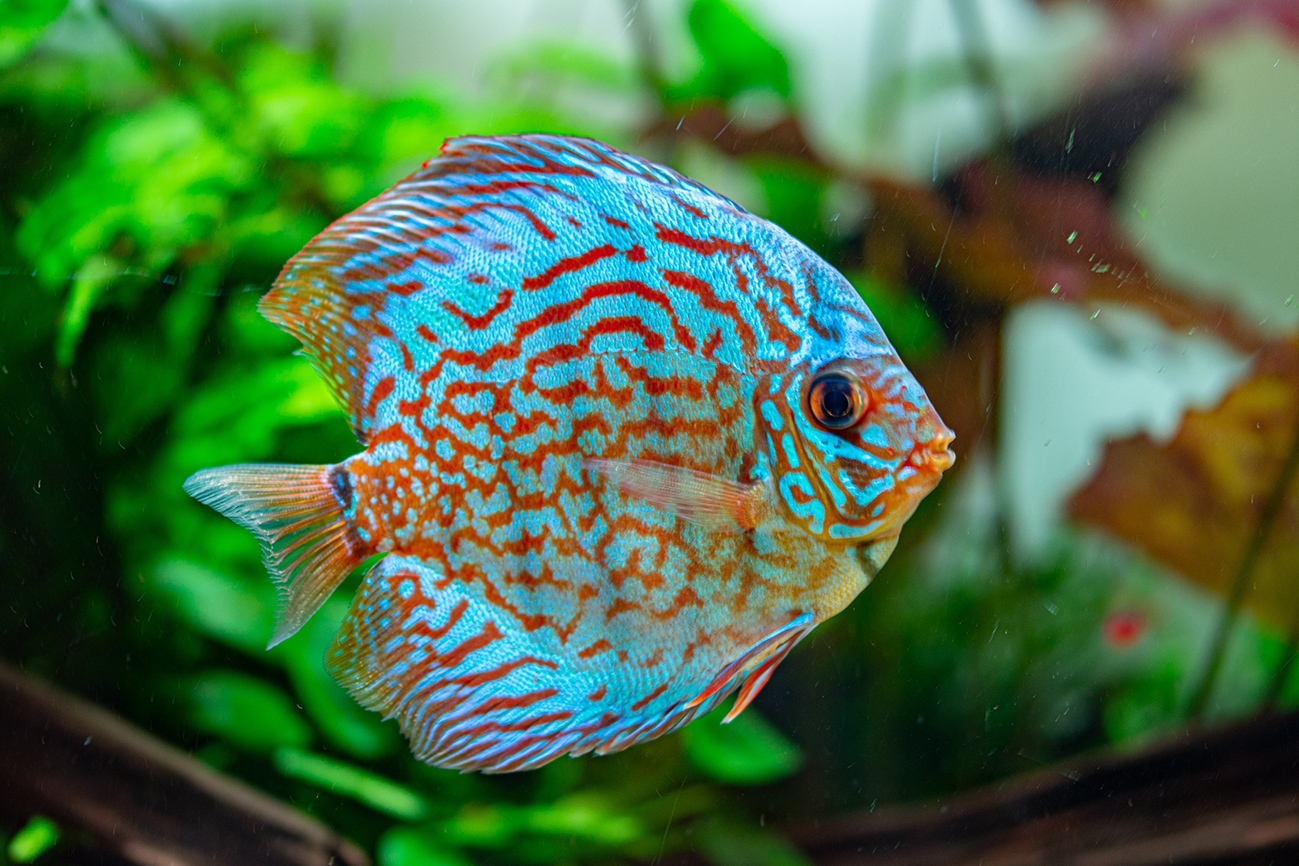 discus pesci discus pesci