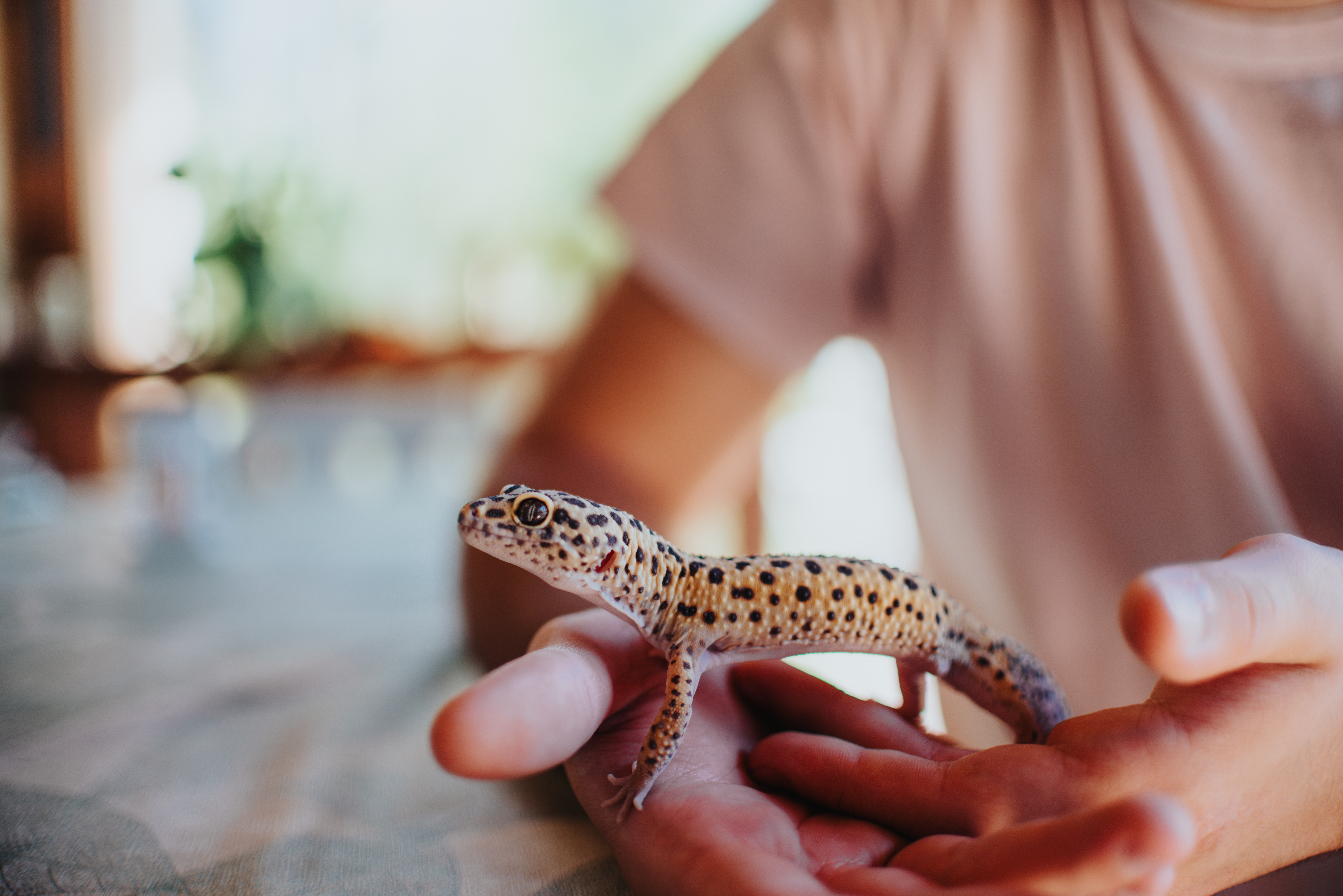 Visita veterinaria per animali esotici: quando serve e come prepararsi
