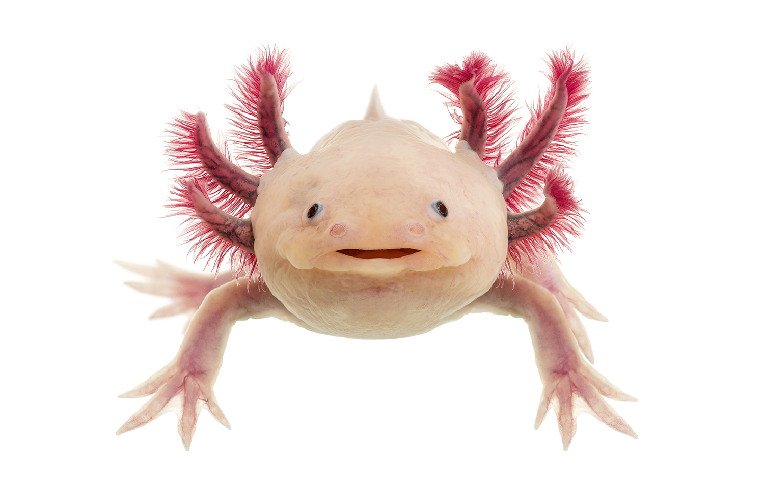 AXOLOTL, LA SALAMANDRA DALL'ASPETTO BUFFO