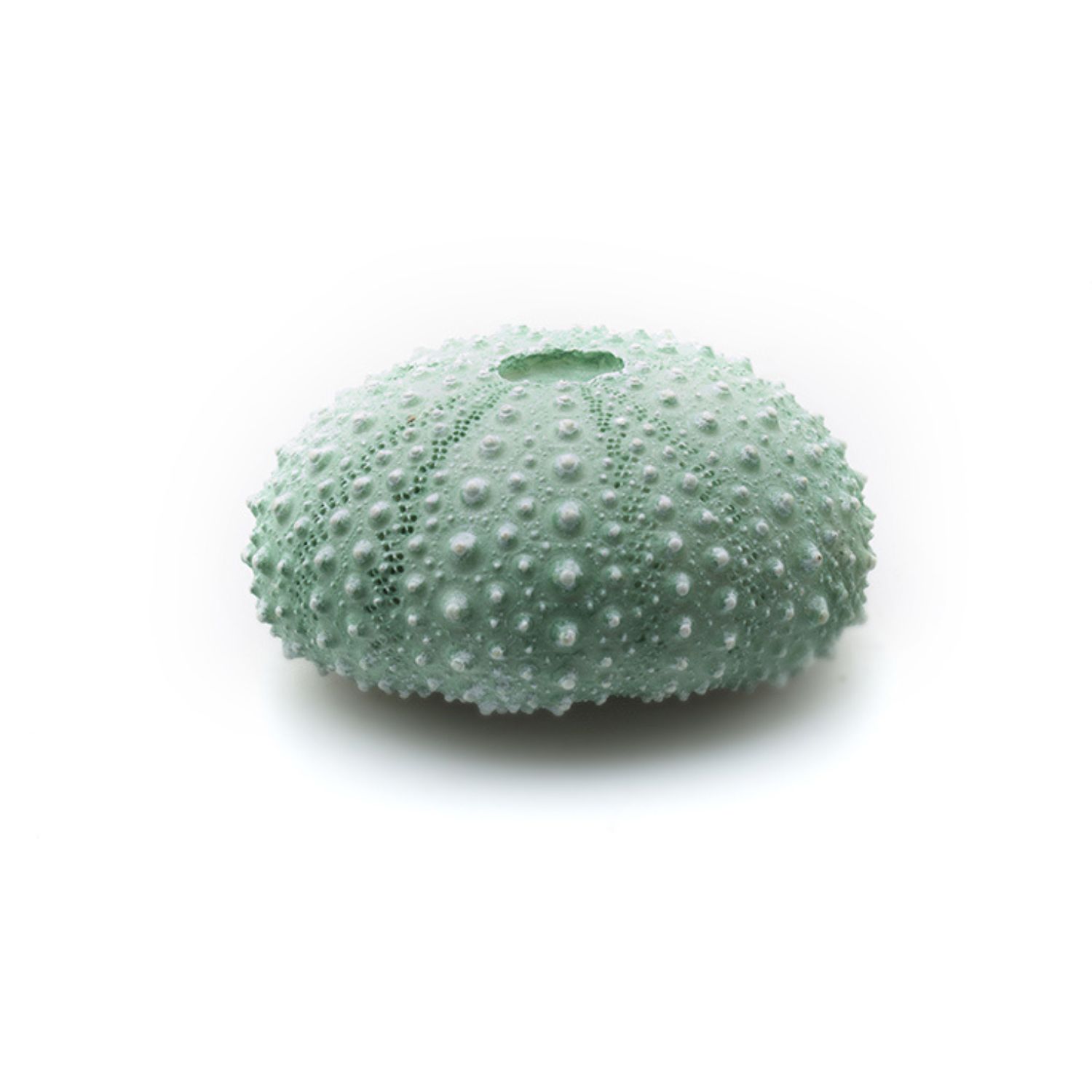 Askoll Decorazione per acquario Riccio verde 4x3,5x2cm