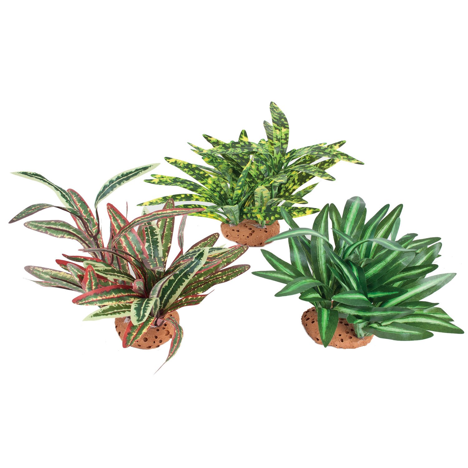 Blu Bios Pianta Dekor Oasi Media