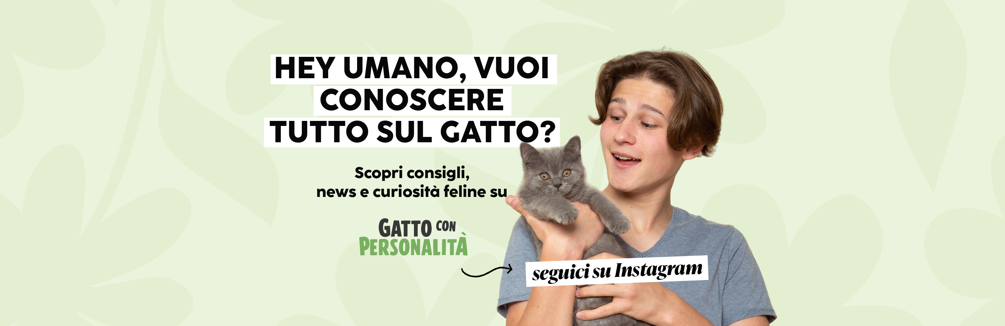 Prodotti e accessori per gatti