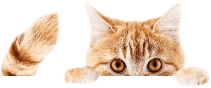 Cuscino con gatto Europeo – Mille Carezze – Biancheria per la Casa